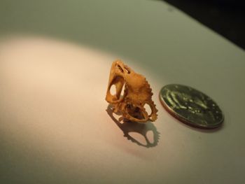 Media type: image;   Herpetology R-18364